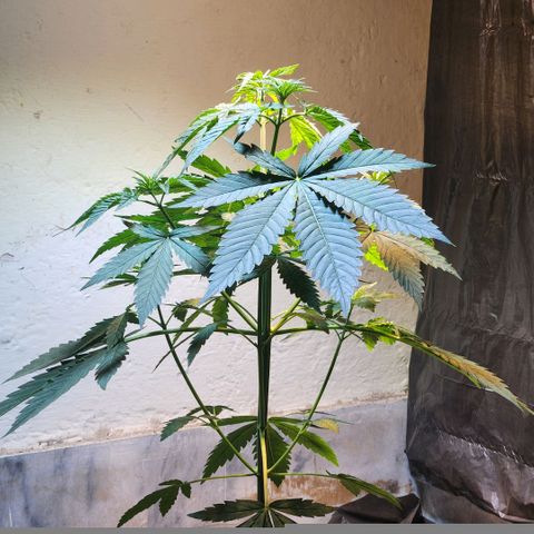 Goji OG growlog timeline photo