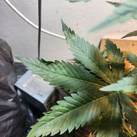 Goji OG growlog photo: I put it out in the morning sun, some natural light wouldn't hurt, right? Well, some leaves started curling and changing color. Probably because by noon, the sun was too strong for this delicate indoor grown plant. I brought it back in. 