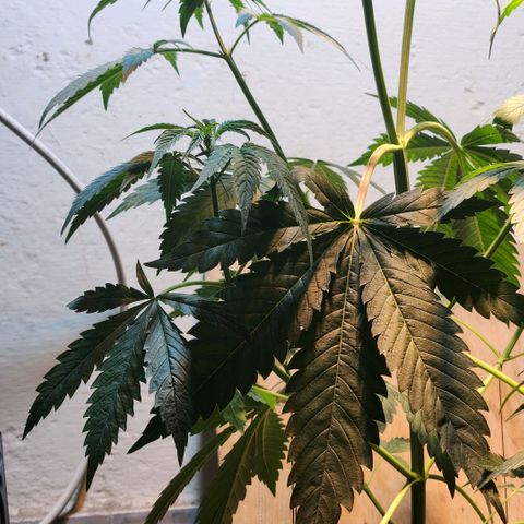 Goji OG growlog photo: Unable to change the light cycle and no water for more than 3 days, the plant was barely hanging on. I watered it and adjusted the light levels to help it get back to being upright and healthy. 