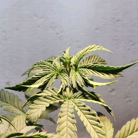Goji OG growlog photo: Unable to change the light cycle and no water for more than 3 days, the plant was barely hanging on. I watered it and adjusted the light levels to help it get back to being upright and healthy. 