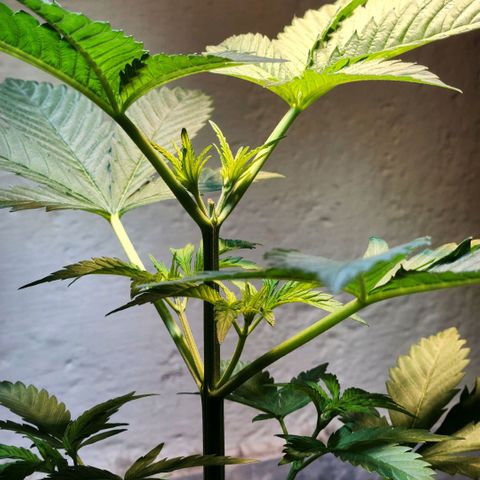 Goji OG growlog timeline photo