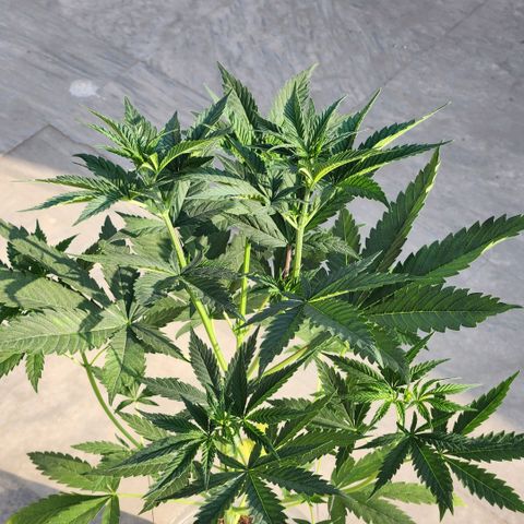 Goji OG growlog photo: I put it out in the morning sun, some natural light wouldn't hurt, right? Well, some leaves started curling and changing color. Probably because by noon, the sun was too strong for this delicate indoor grown plant. I brought it back in. 