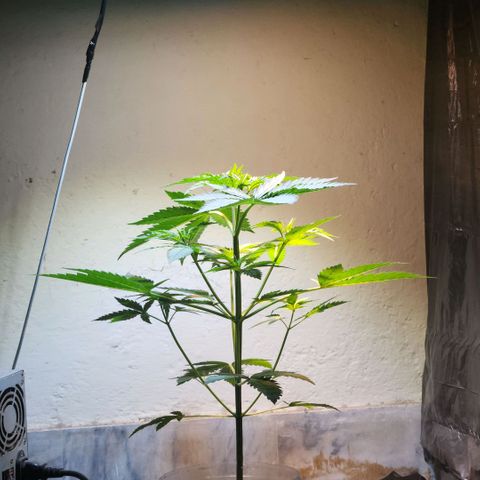 Goji OG growlog timeline photo