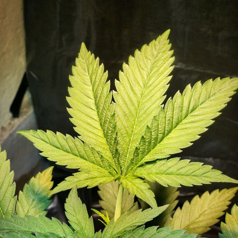 Goji OG growlog timeline photo