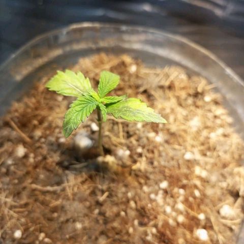 Goji OG growlog photo: First true leaves are dying. But the new leaves are strong and healthy. 