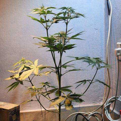 Goji OG growlog photo: New DIY Pod. New Home