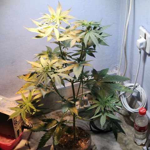 Goji OG growlog photo: New DIY Pod. New Home