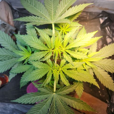 Goji OG growlog timeline photo