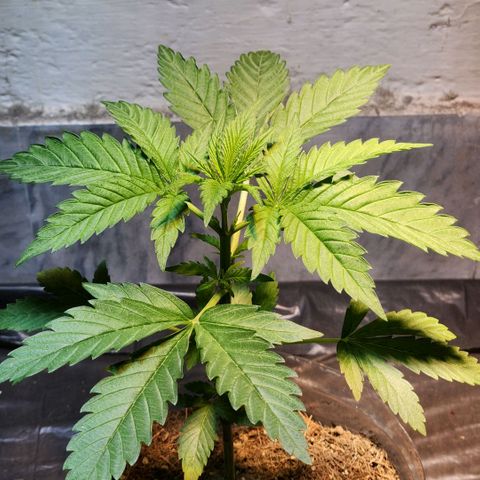 Goji OG growlog timeline photo