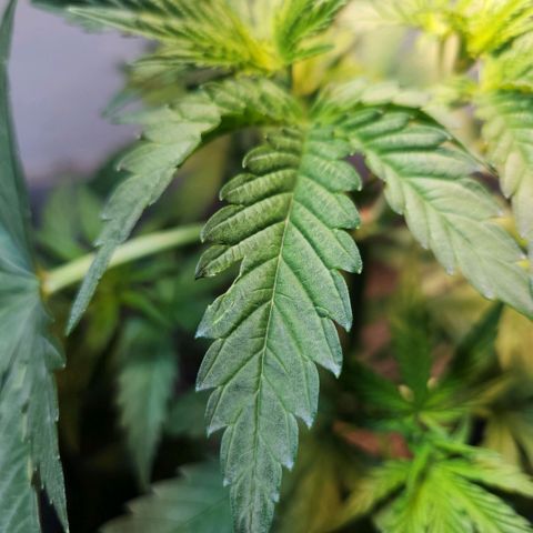 Goji OG growlog timeline photo