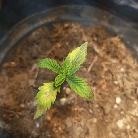 Goji OG growlog timeline photo