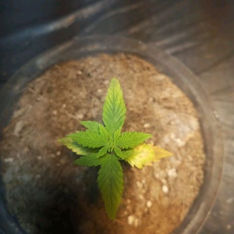 Goji OG growlog photo: Big progress. Those baby leaves have grown bigger and 6 new leaves emerged. 