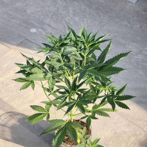 Goji OG growlog photo: I put it out in the morning sun, some natural light wouldn't hurt, right? Well, some leaves started curling and changing color. Probably because by noon, the sun was too strong for this delicate indoor grown plant. I brought it back in. 