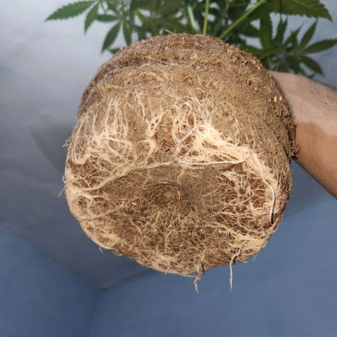 Goji OG growlog timeline photo