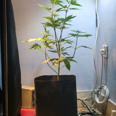 Goji OG growlog timeline photo
