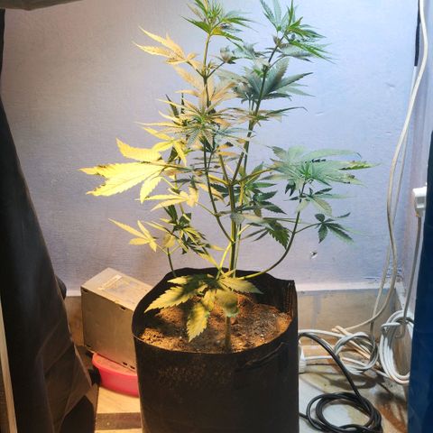 Goji OG growlog timeline photo