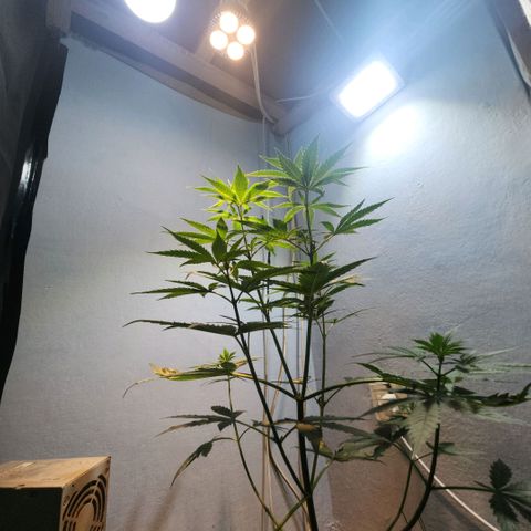Goji OG growlog timeline photo