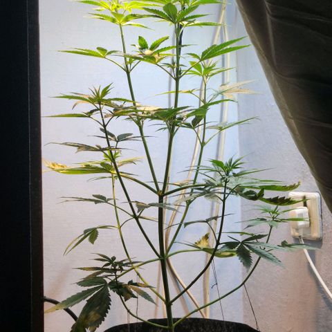 Goji OG growlog timeline photo
