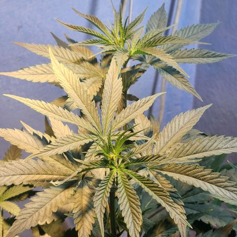Goji OG growlog timeline photo