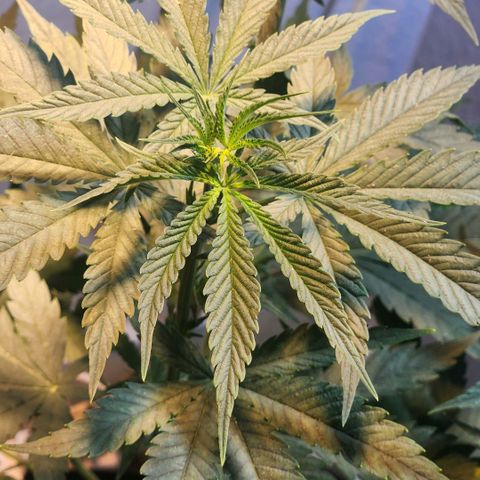 Goji OG growlog timeline photo