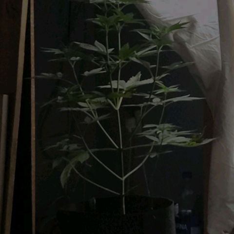 Goji OG growlog timeline photo
