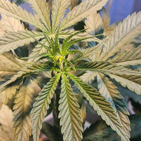 Goji OG growlog timeline photo