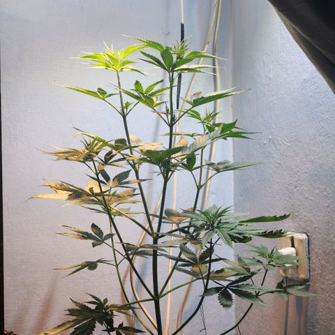 Goji OG growlog timeline photo