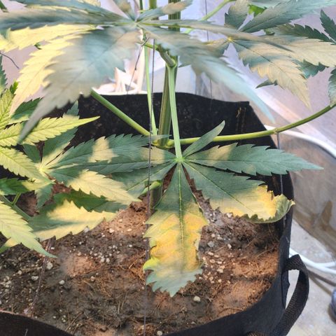 Goji OG growlog photo: Some roots were emerging from the top of the soil. Accidentally plucked one out. 