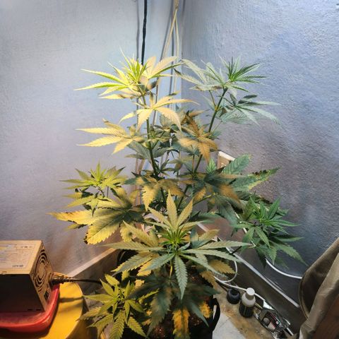 Goji OG growlog photo: Some roots were emerging from the top of the soil. Accidentally plucked one out. 