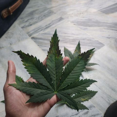Goji OG growlog photo: Some roots were emerging from the top of the soil. Accidentally plucked one out. 