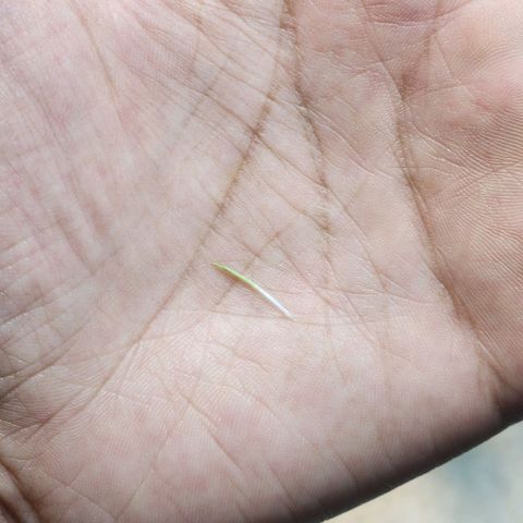 Goji OG growlog photo: Some roots were emerging from the top of the soil. Accidentally plucked one out. 