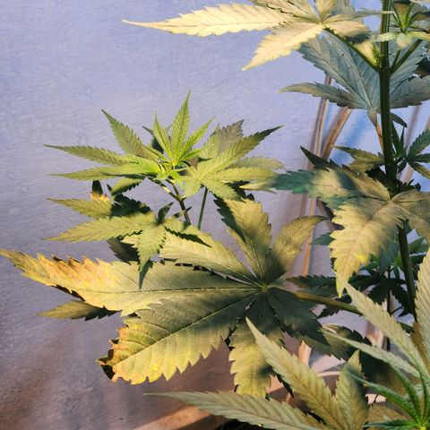 Goji OG growlog photo: Some roots were emerging from the top of the soil. Accidentally plucked one out. 