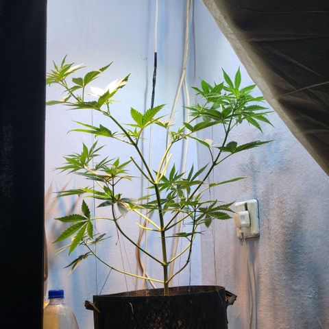 Goji OG growlog timeline photo