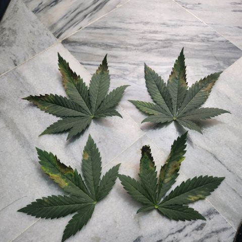 Goji OG growlog photo: Some roots were emerging from the top of the soil. Accidentally plucked one out. 
