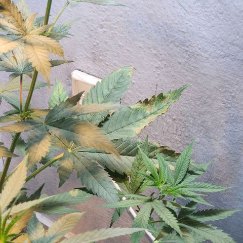 Goji OG growlog photo: Some roots were emerging from the top of the soil. Accidentally plucked one out. 