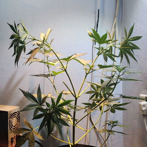 Goji OG growlog photo: Some roots were emerging from the top of the soil. Accidentally plucked one out. 