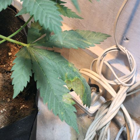 Goji OG growlog photo: Some roots were emerging from the top of the soil. Accidentally plucked one out. 