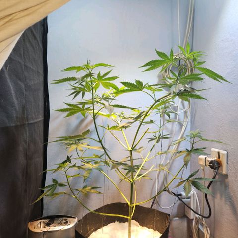 Goji OG growlog photo: D6 Height Measurement. Going home, 12 Day Vacation. 