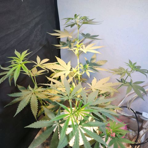 Goji OG growlog photo: D6 Height Measurement. Going home, 12 Day Vacation. 