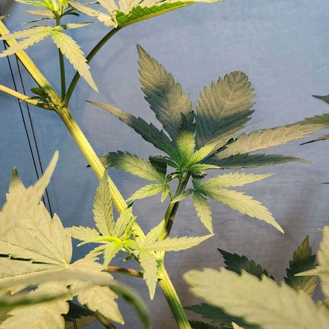 Goji OG growlog photo: D6 Height Measurement. Going home, 12 Day Vacation. 
