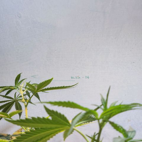Goji OG growlog photo: D6 Height Measurement. Going home, 12 Day Vacation. 