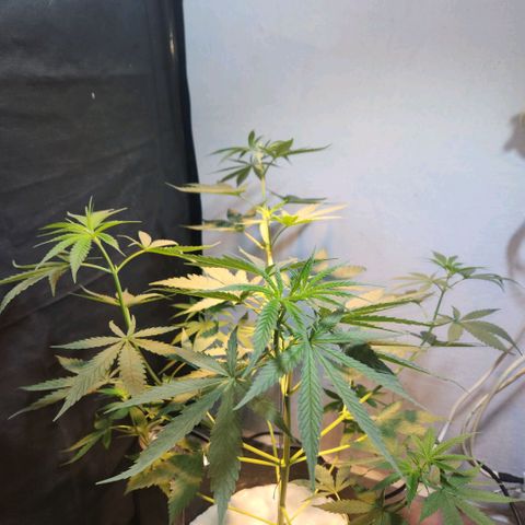 Goji OG growlog photo: D6 Height Measurement. Going home, 12 Day Vacation. 
