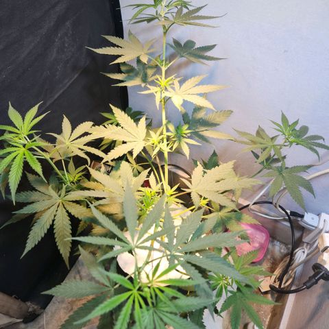 Goji OG growlog photo: D6 Height Measurement. Going home, 12 Day Vacation. 