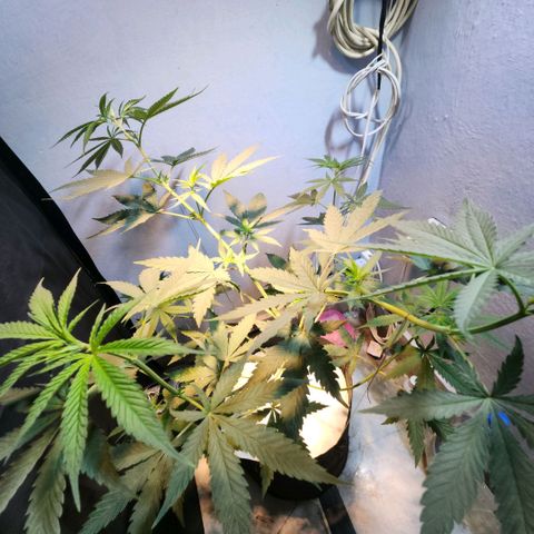 Goji OG growlog photo: D6 Height Measurement. Going home, 12 Day Vacation. 