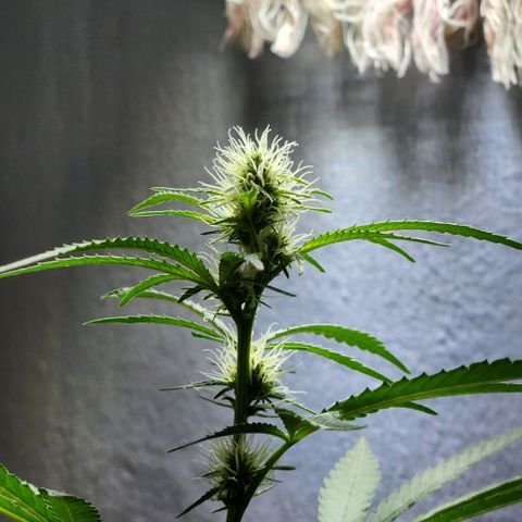Goji OG growlog photo: First look after being away for 2 weeks
