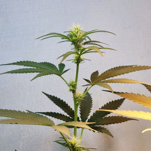 Goji OG growlog photo: First look after being away for 2 weeks