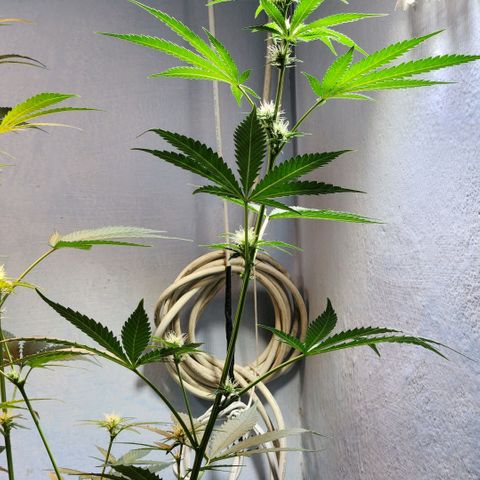 Goji OG growlog photo: First look after being away for 2 weeks