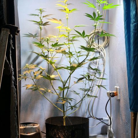 Goji OG growlog photo: First look after being away for 2 weeks