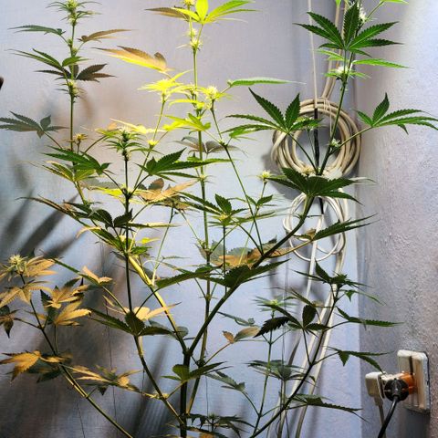 Goji OG growlog photo: First look after being away for 2 weeks