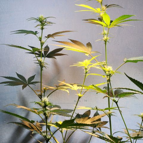 Goji OG growlog photo: First look after being away for 2 weeks